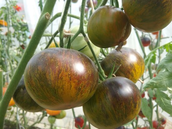 Ханади зеленая богиня